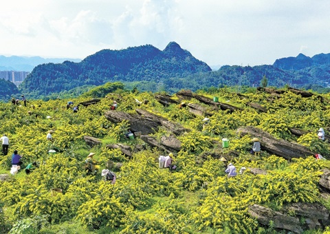 重庆秀山：一朵山银花，，，，绽放19亿元综合产值